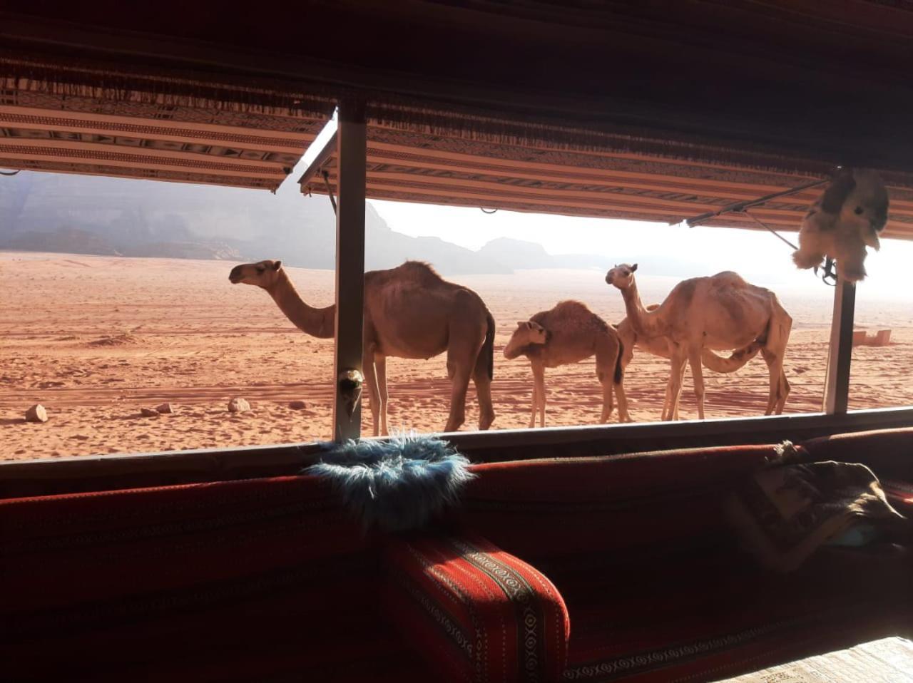 Omar Ghazi Camp 호텔 와디럼 외부 사진